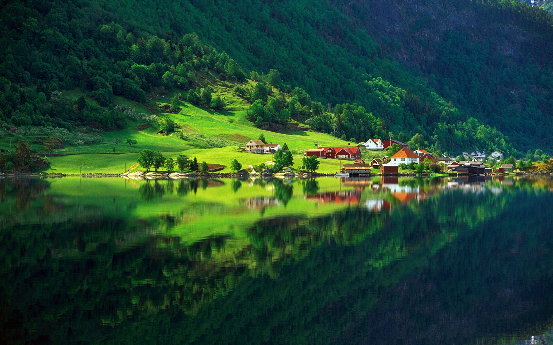 自然森林的绝色夏天的家乡湖景